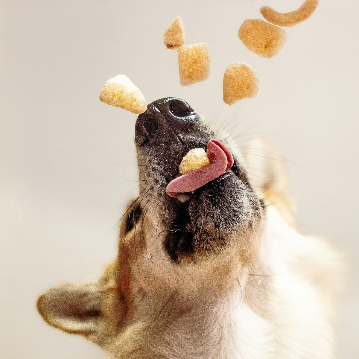 All Food & Treats