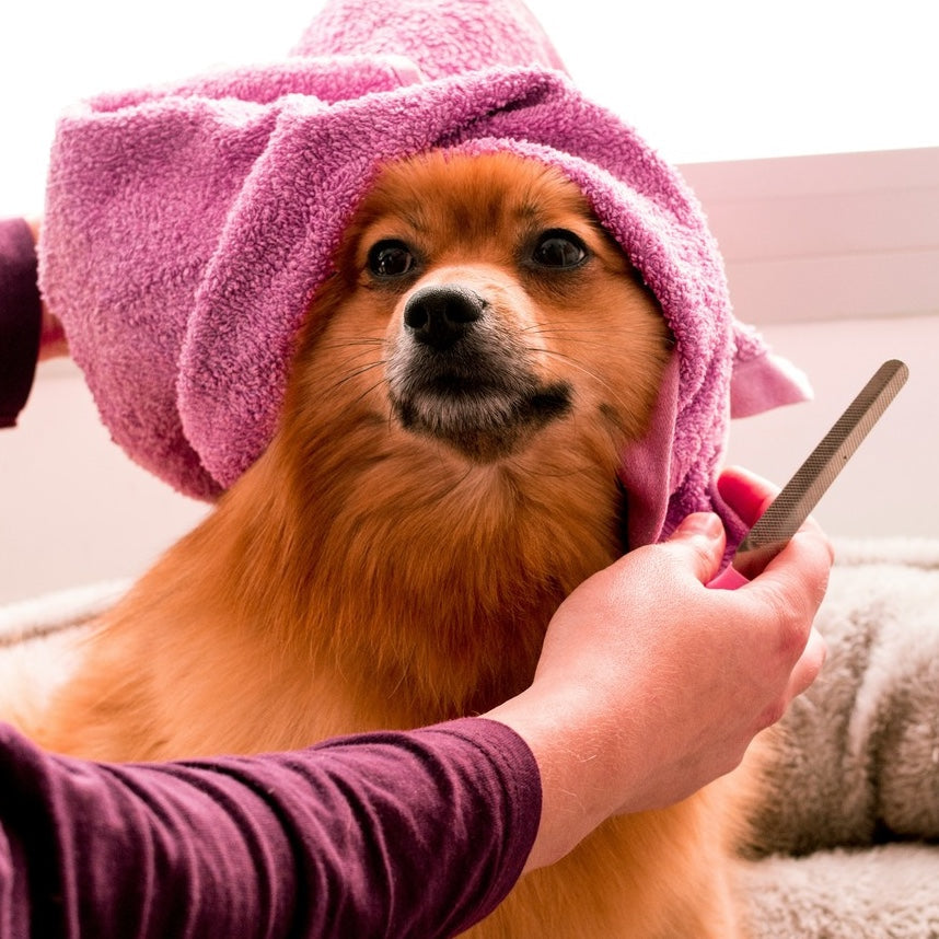 All Grooming & Care