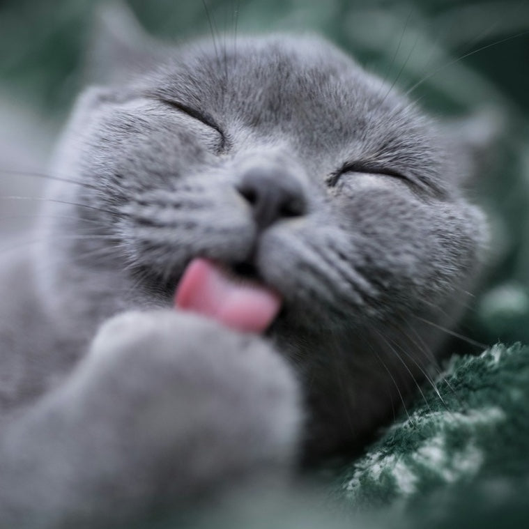 Cat Grooming & Care