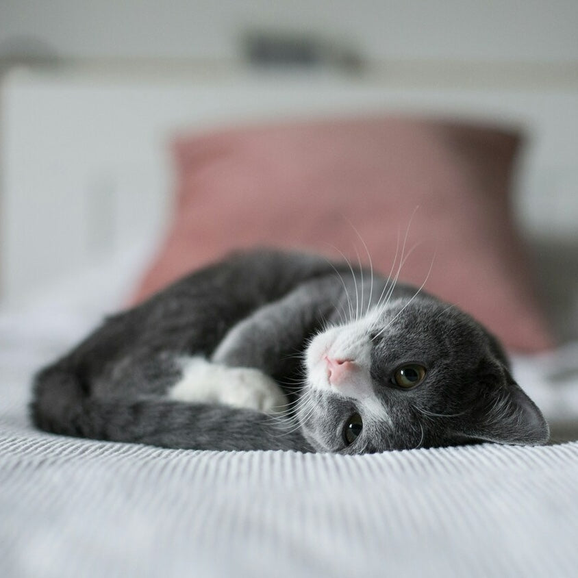 Cat Health & Wellness