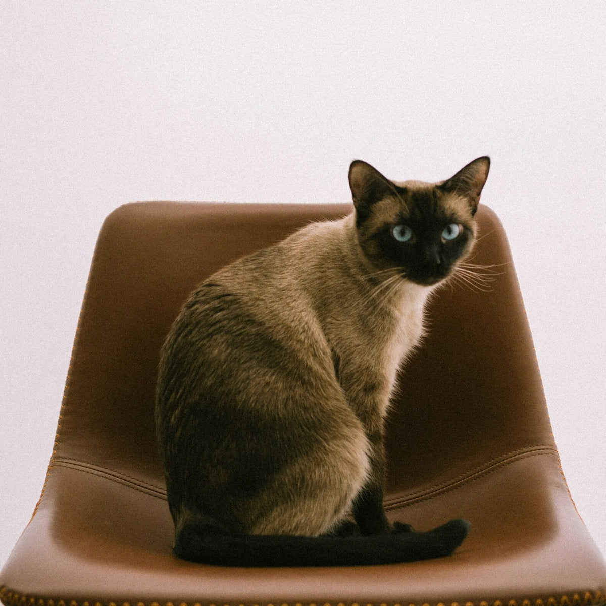 Cat Home & Living