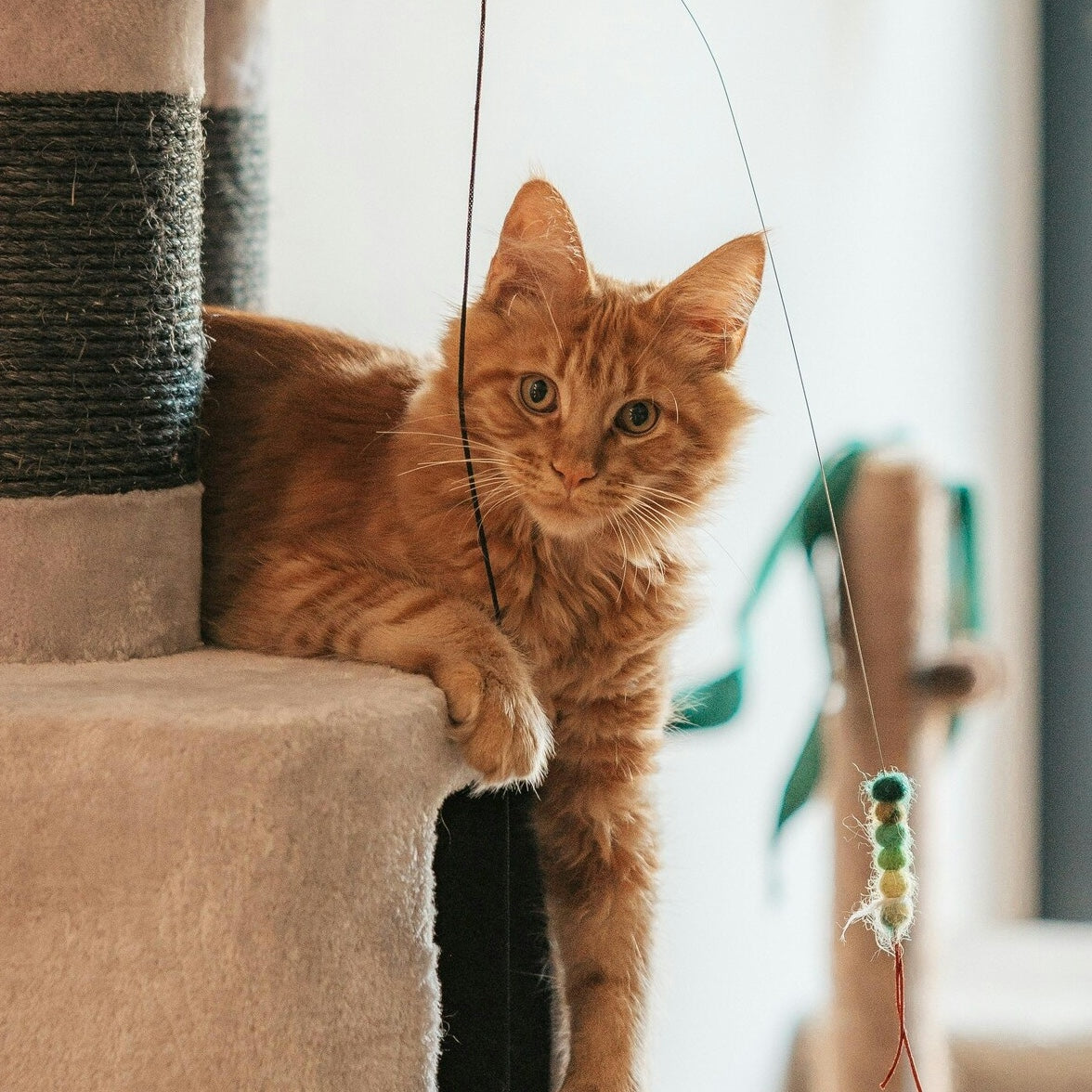 Cat Toys & Enrichment