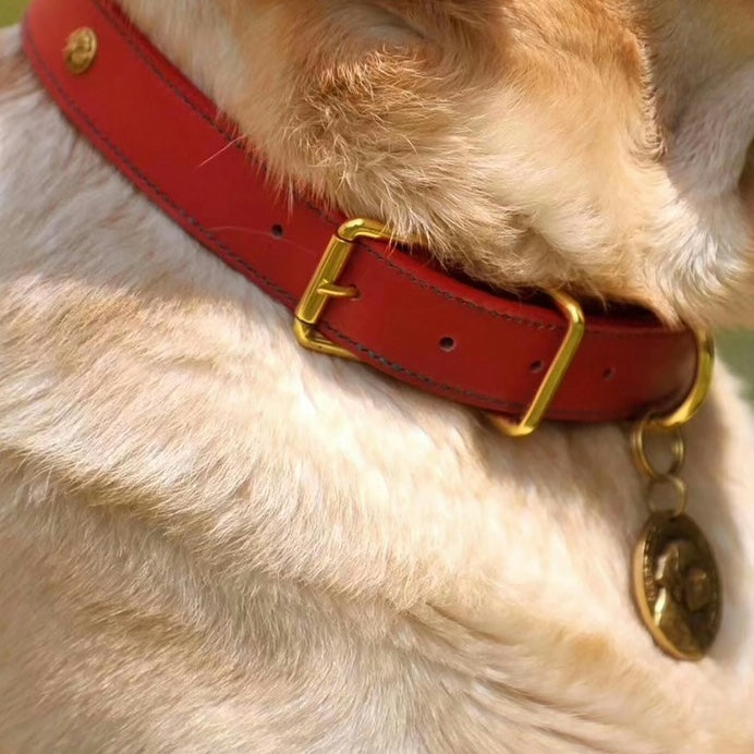 Dog Accessories & Walk