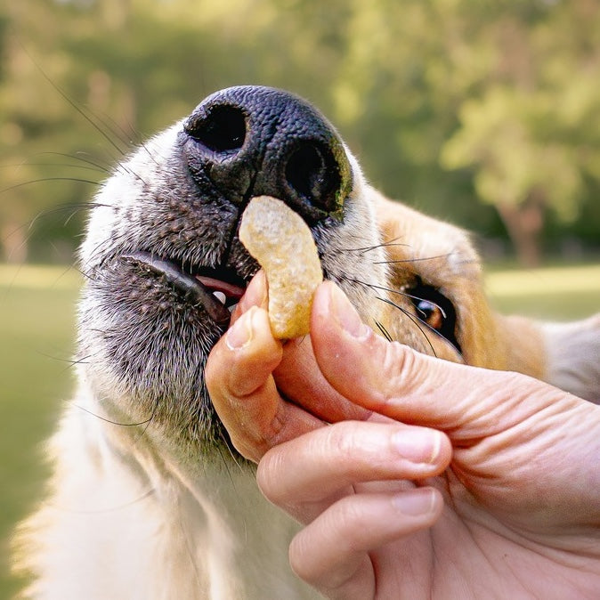 Dog Food & Treats