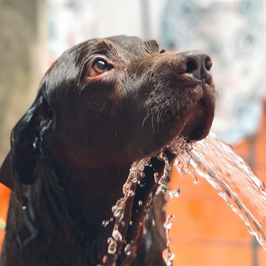 Dog Grooming & Care