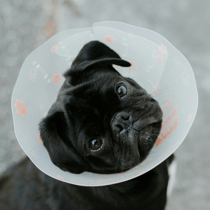 Dog Health & Wellness
