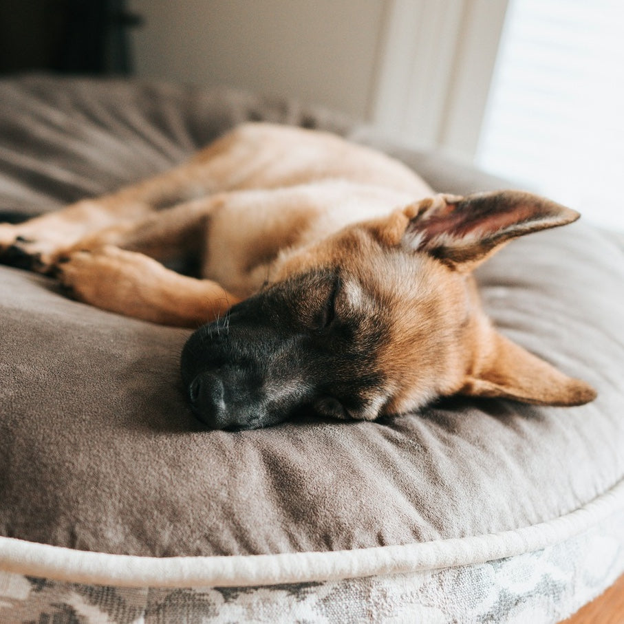 Dog Home & Living