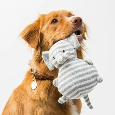 Dog Toys & Enrichment