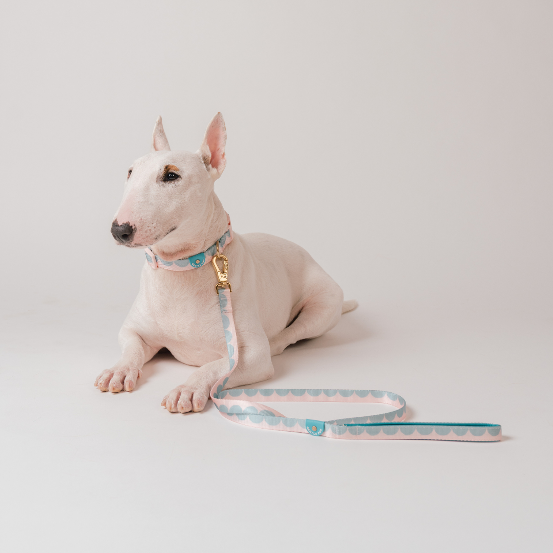 Gentle Pup x Ohpopdog Leash | Cotton Candy Drip