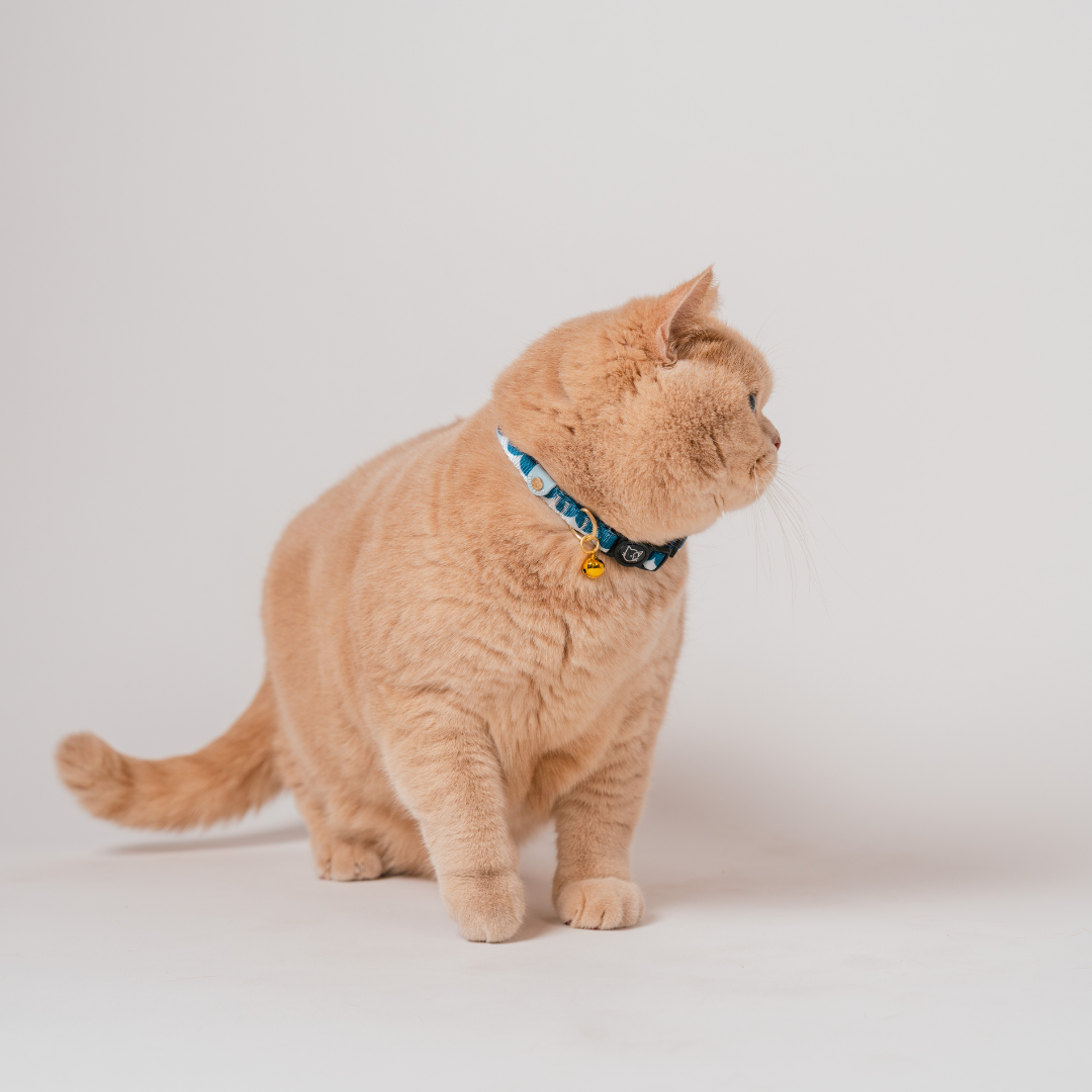 Gentle Purr x Ohpopdog Cat Collar | Sea Salt Latte