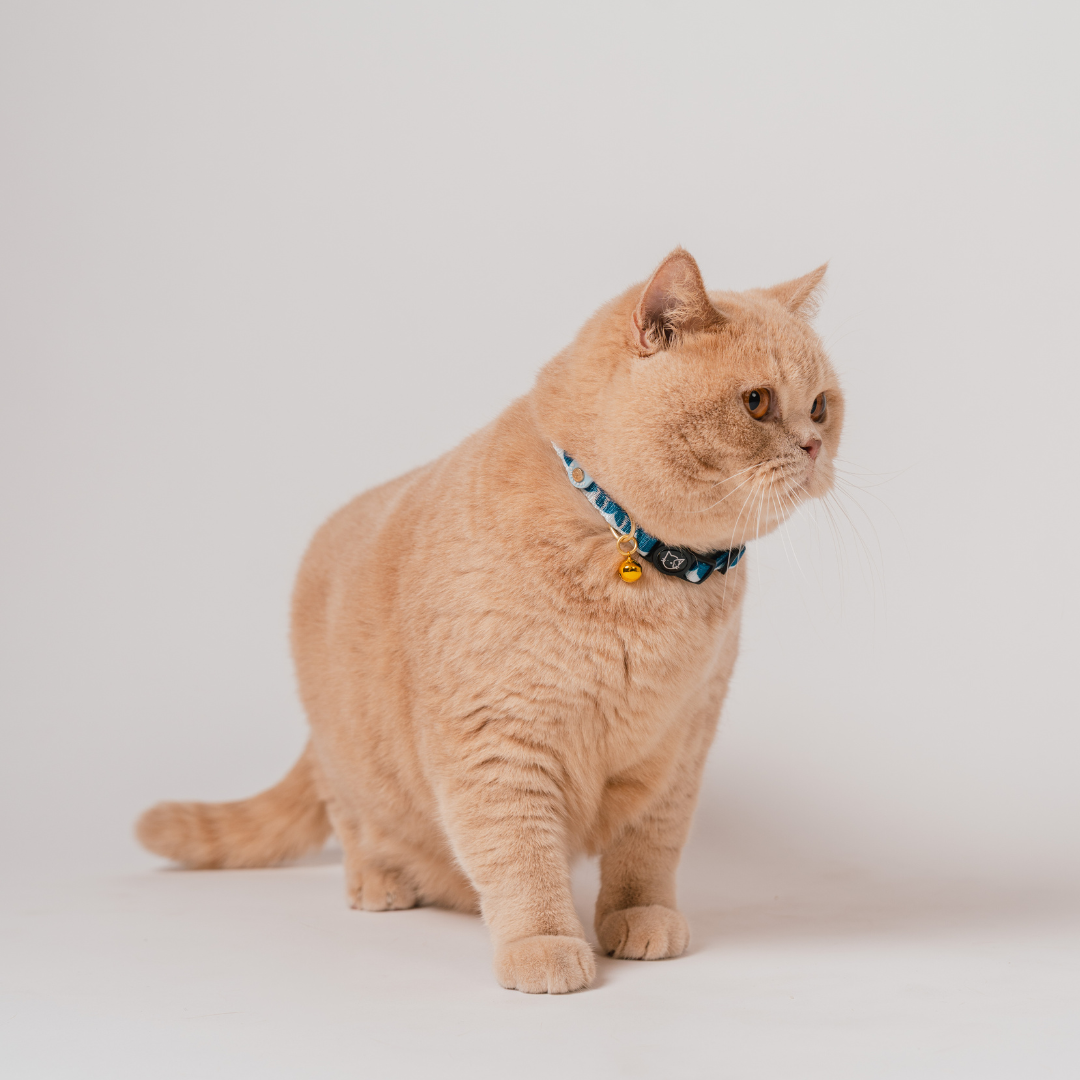 Gentle Purr x Ohpopdog Cat Collar | Sea Salt Latte