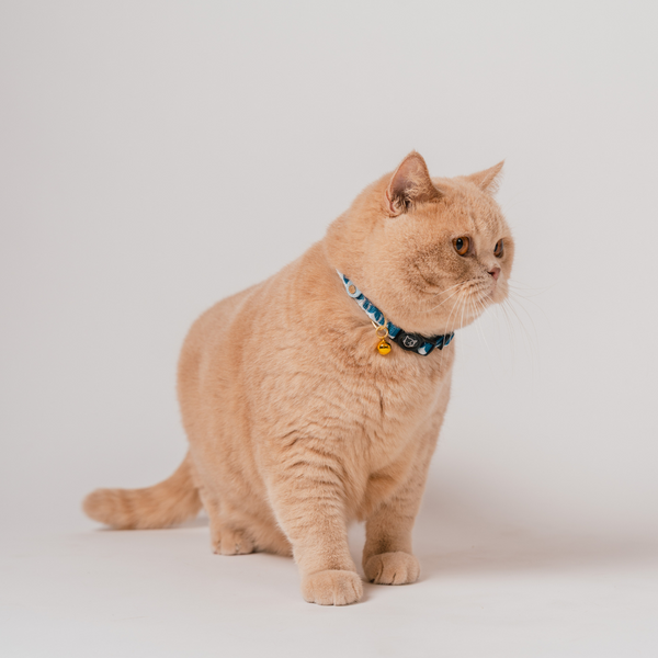 Gentle Purr x Ohpopdog Cat Collar | Sea Salt Latte