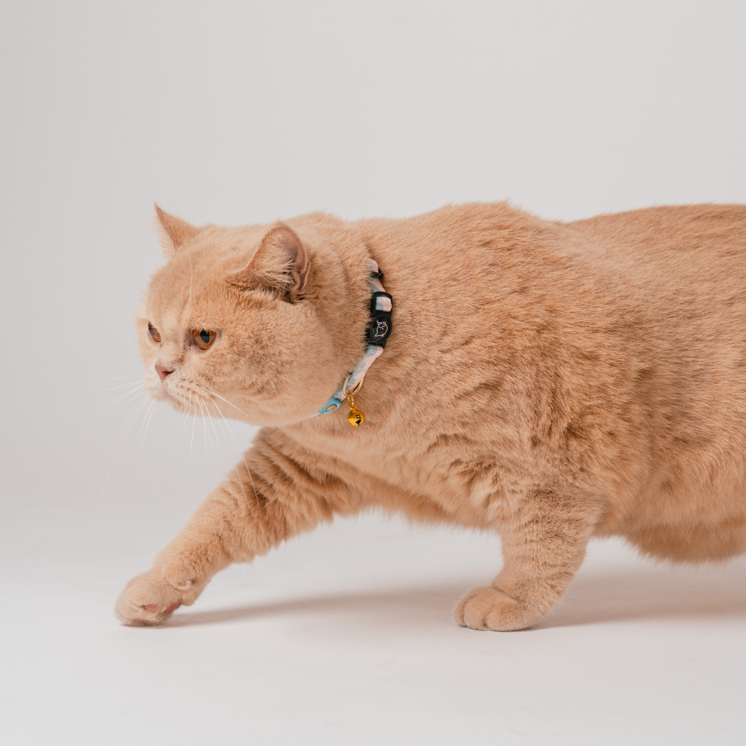 Gentle Purr x Ohpopdog Cat Collar | Cotton Candy Drip