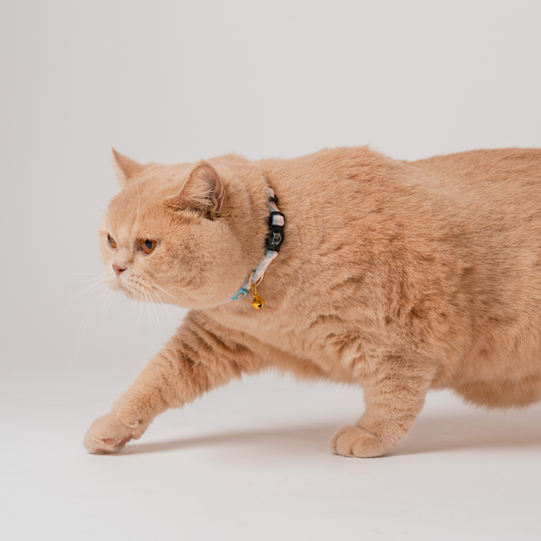 Gentle Purr x Ohpopdog Cat Collar | Cotton Candy Drip