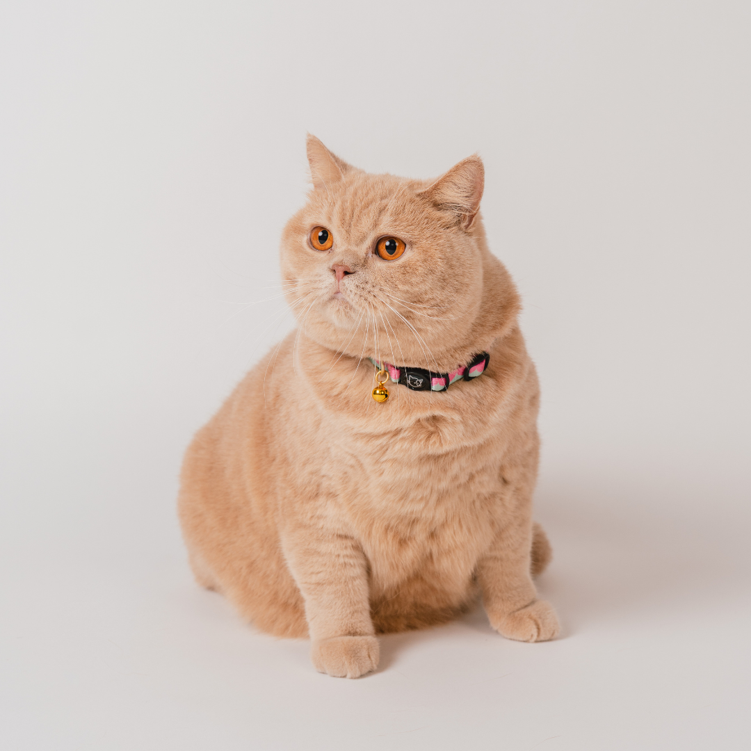 Gentle Purr x Ohpopdog Cat Collar | Strawberry Matcha