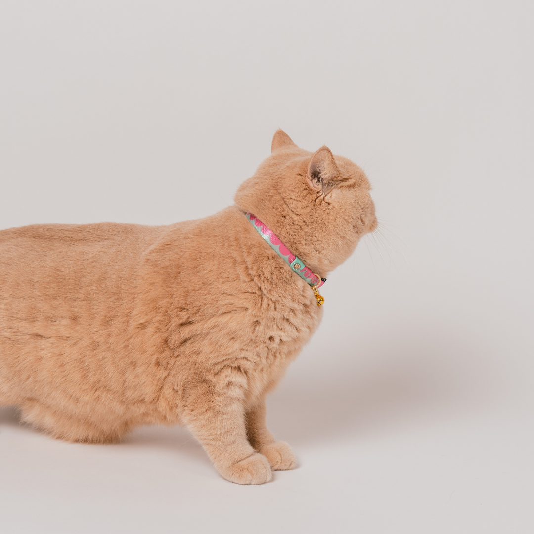 Gentle Purr x Ohpopdog Cat Collar | Strawberry Matcha