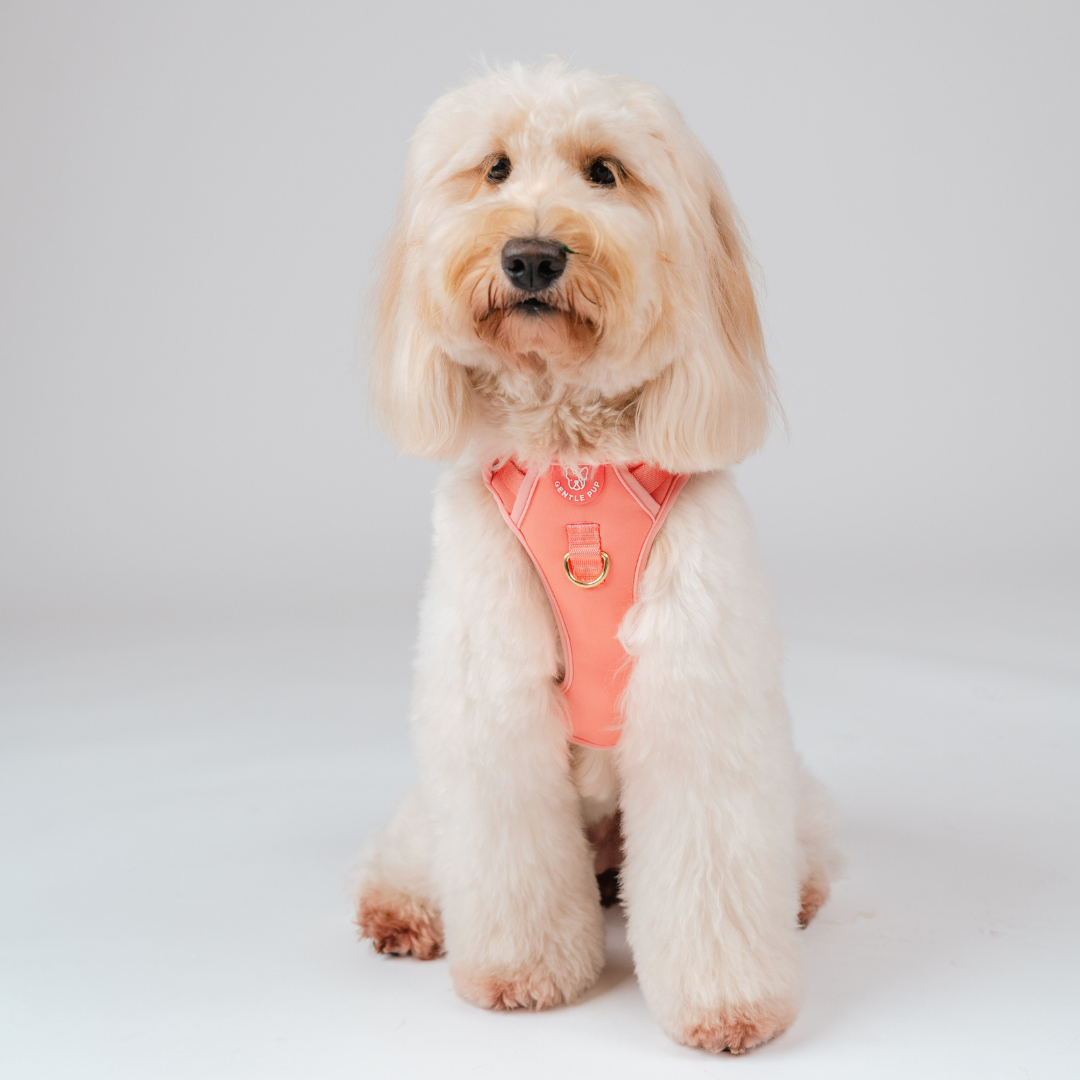 Gentle Pup Easy Harness V2 - Cherry