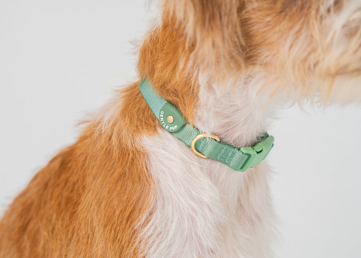 Gentle Pup Dog Collar V2 - Emerald