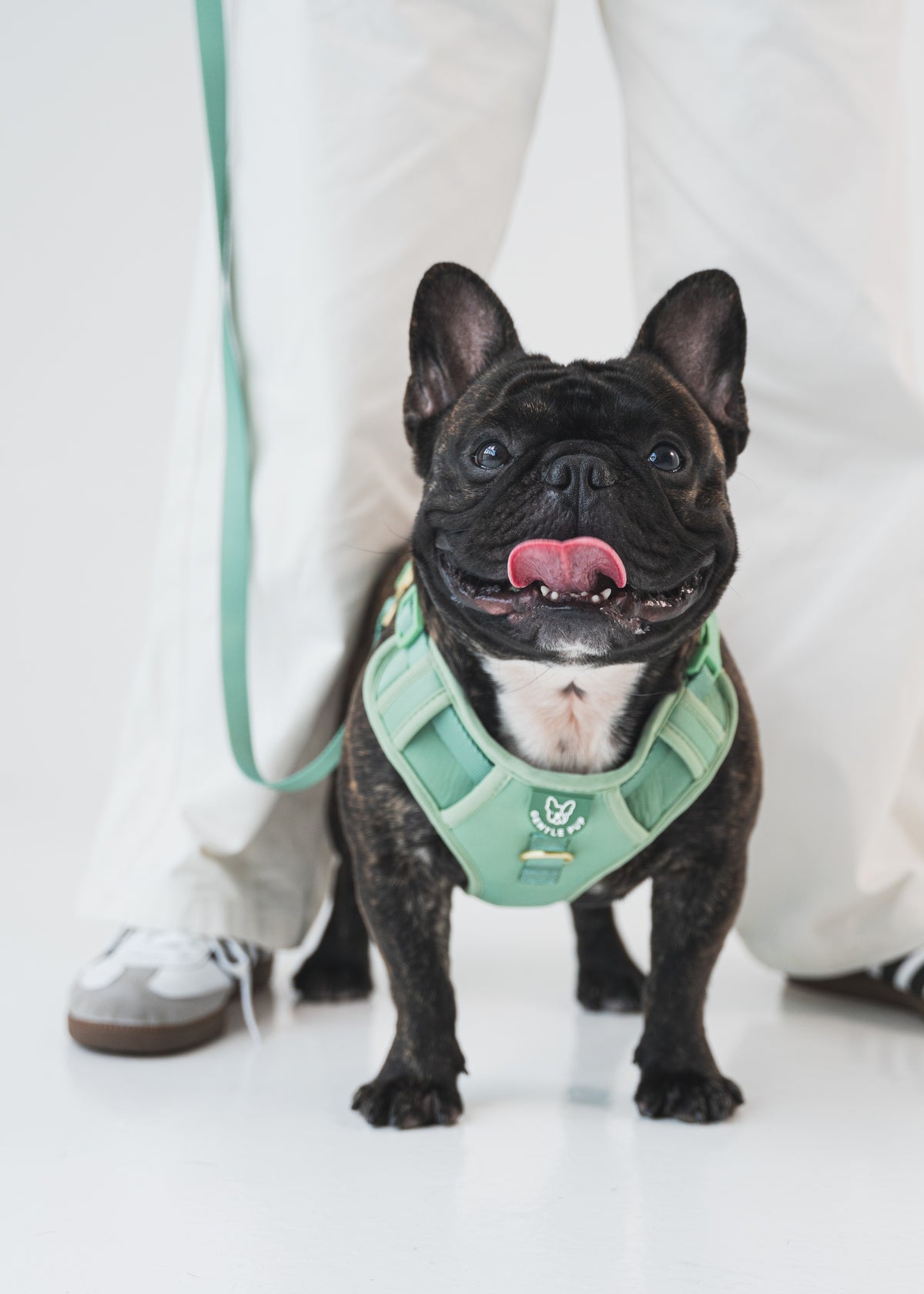 Gentle Pup Easy Harness V2 - Emerald