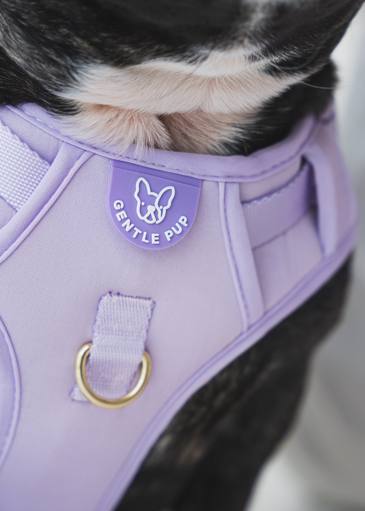 Gentle Pup Easy Harness V2 - Periwinkle