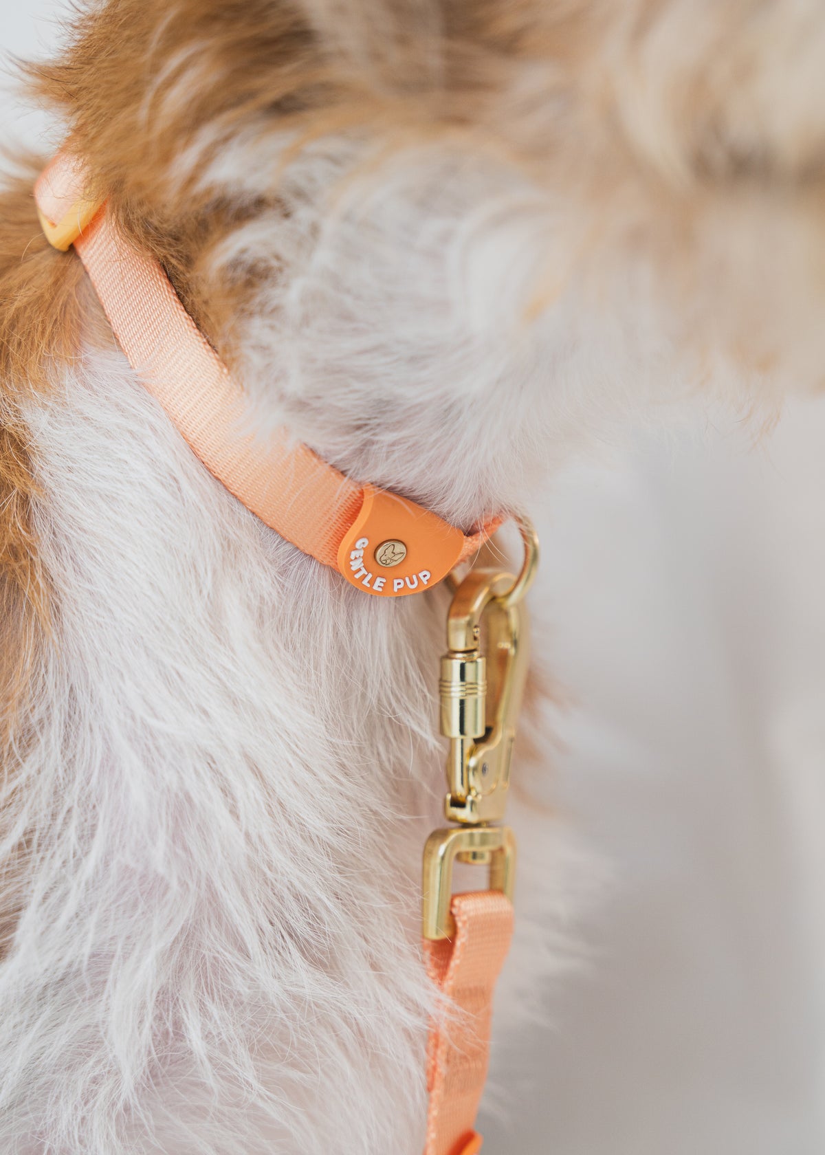 Gentle Pup Leash V2 - Tangerine