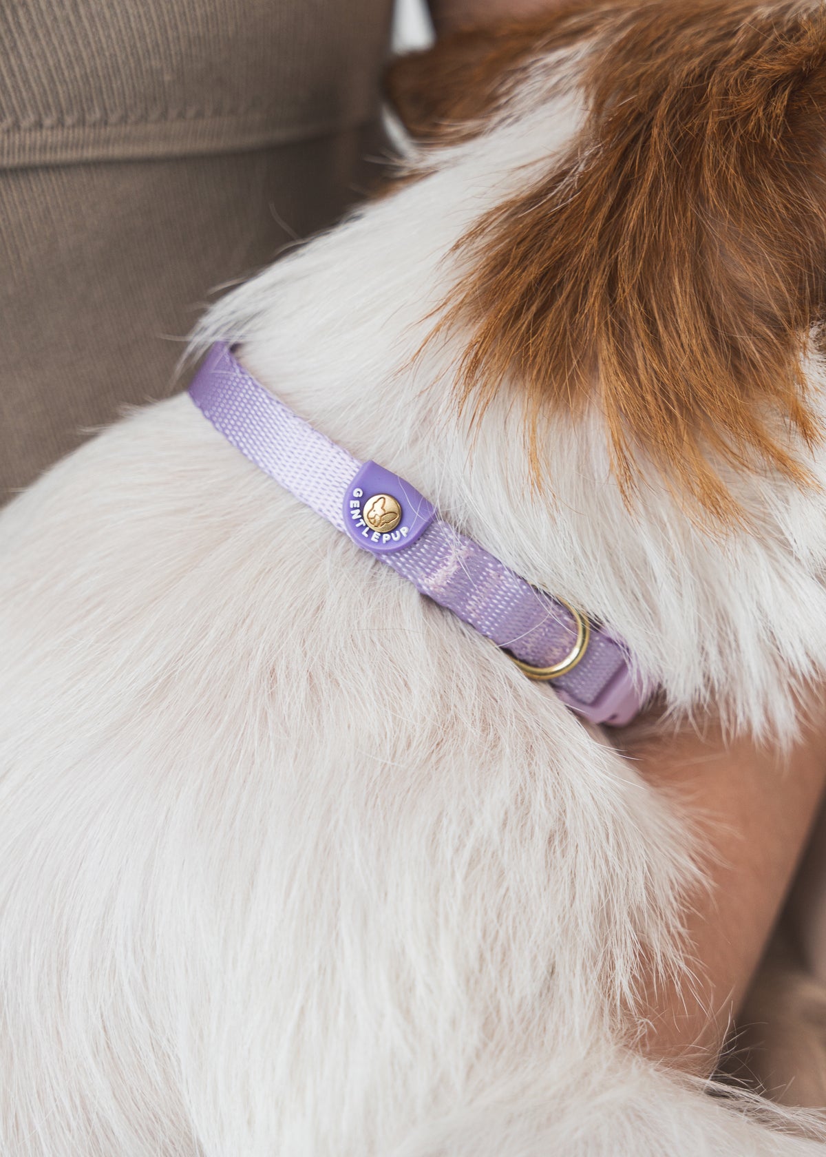 Gentle Pup Dog Collar V2 - Periwinkle