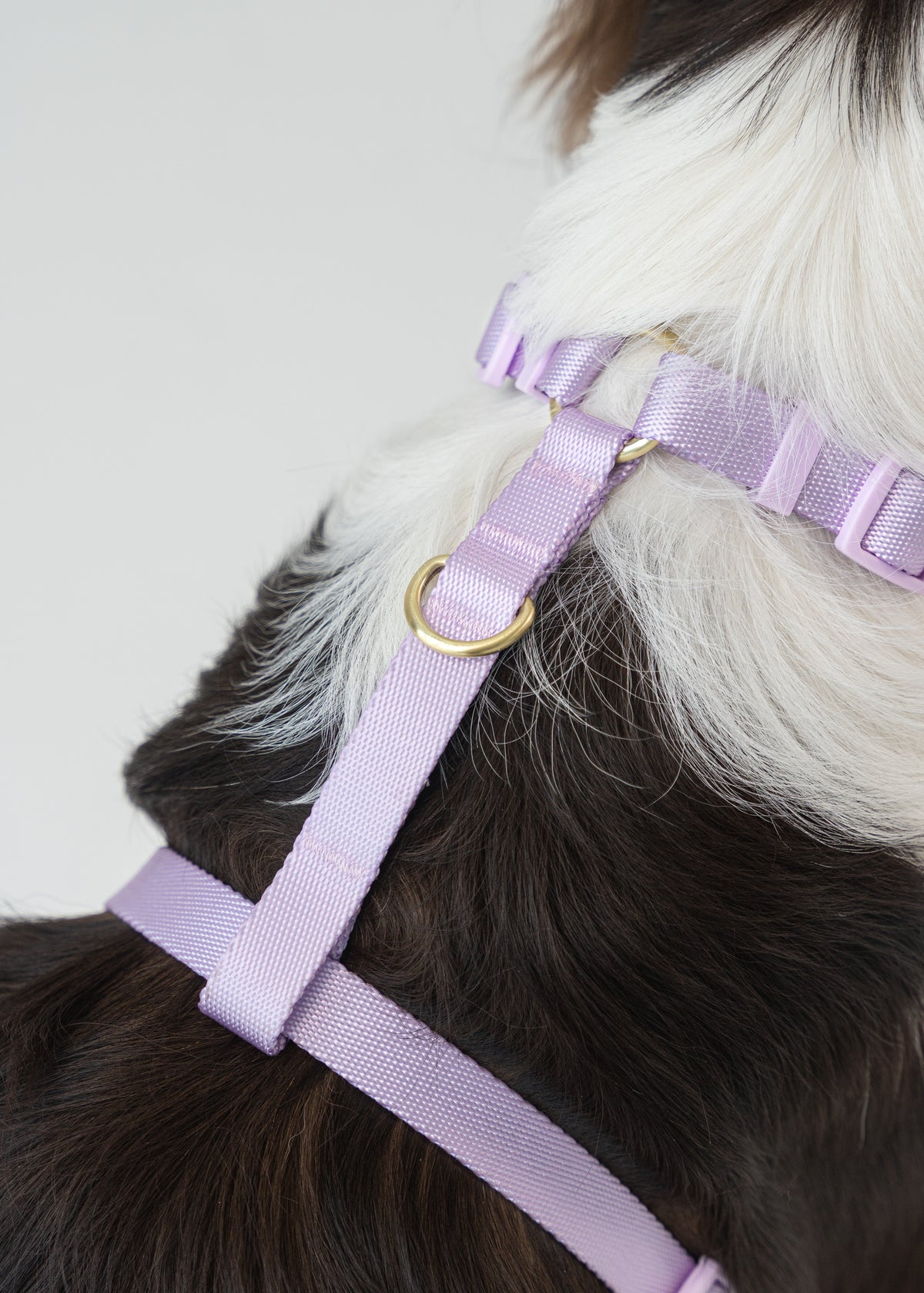 Gentle Pup Easy Harness V2 - Periwinkle