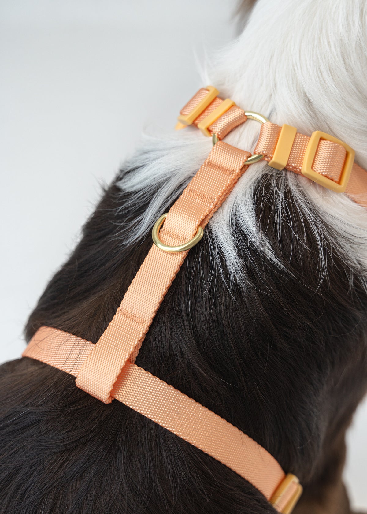 Gentle Pup Easy Harness V2 - Tangerine