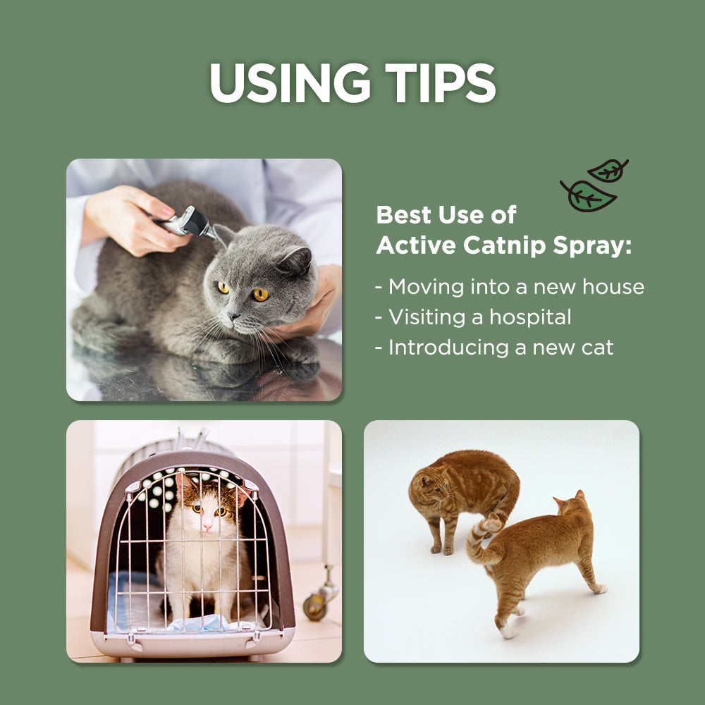 Jayu Pet Active Catnip Spray