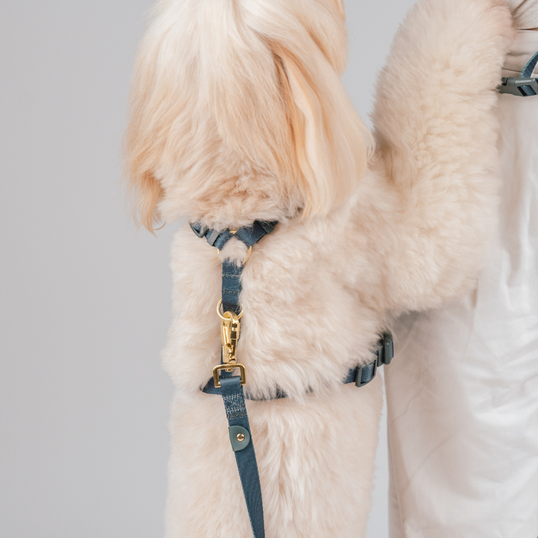 Gentle Pup Easy Harness V2 - Ash