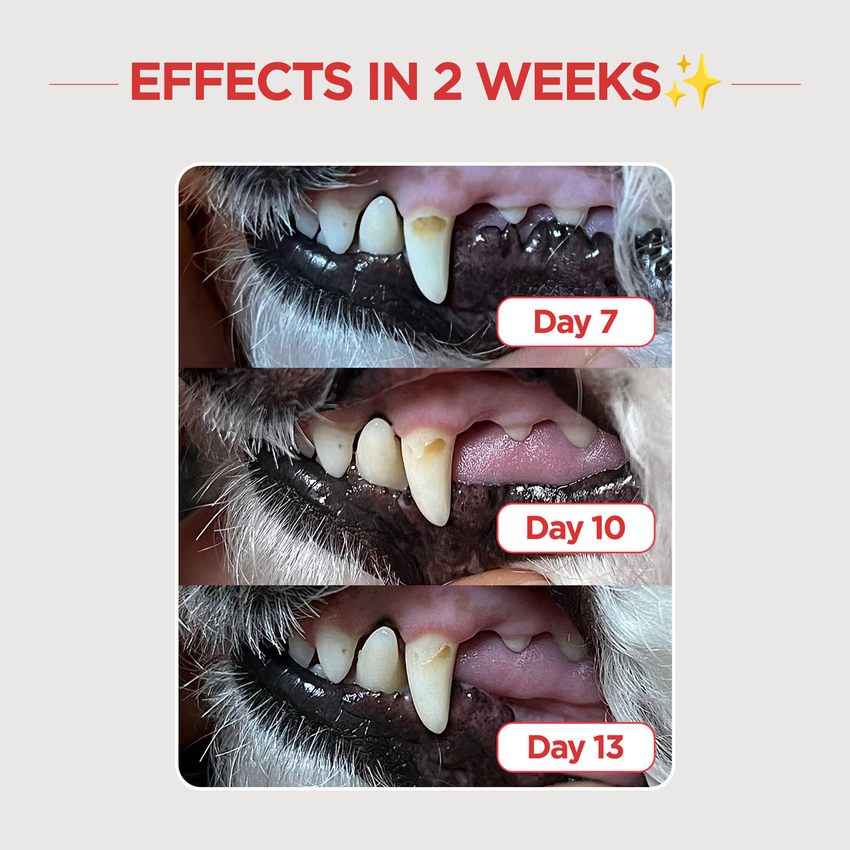 Jayu Pet Dental Gel & Toothbrush