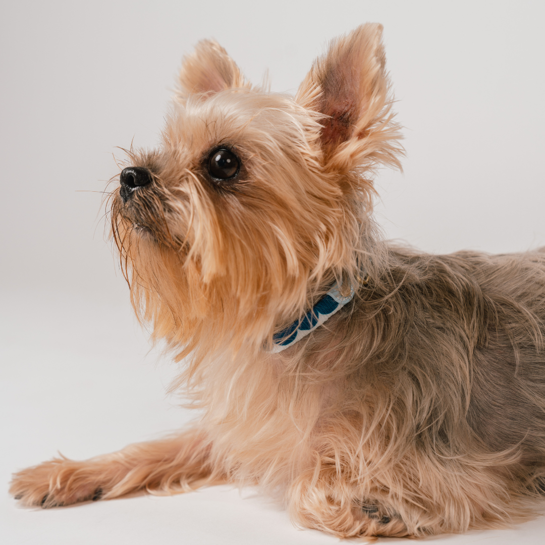 Gentle Pup x Ohpopdog Dog Collar | Sea Salt Latte