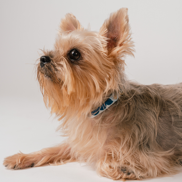 Gentle Pup x Ohpopdog Dog Collar | Sea Salt Latte