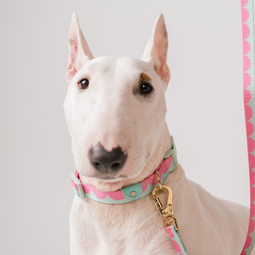 Gentle Pup x Ohpopdog Dog Collar | Strawberry Matcha