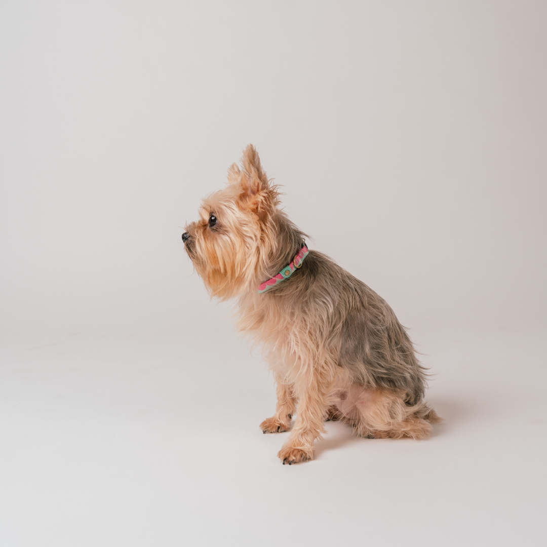Gentle Pup x Ohpopdog Dog Collar | Strawberry Matcha