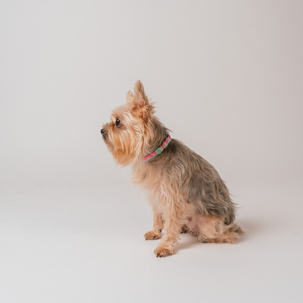 Gentle Pup x Ohpopdog Dog Collar | Strawberry Matcha