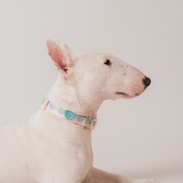 Gentle Pup x Ohpopdog Dog Collar | Cotton Candy Drip