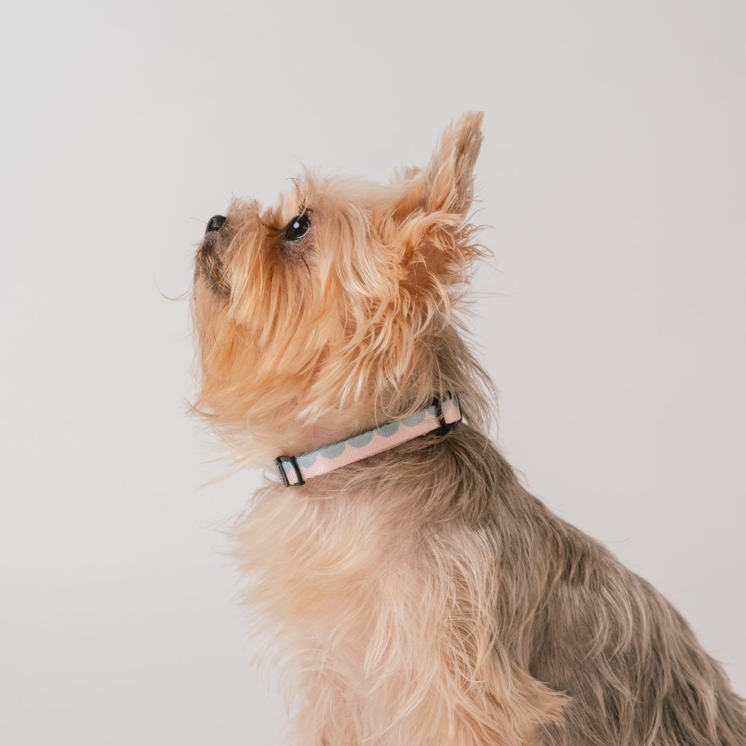 Gentle Pup x Ohpopdog Dog Collar | Cotton Candy Drip