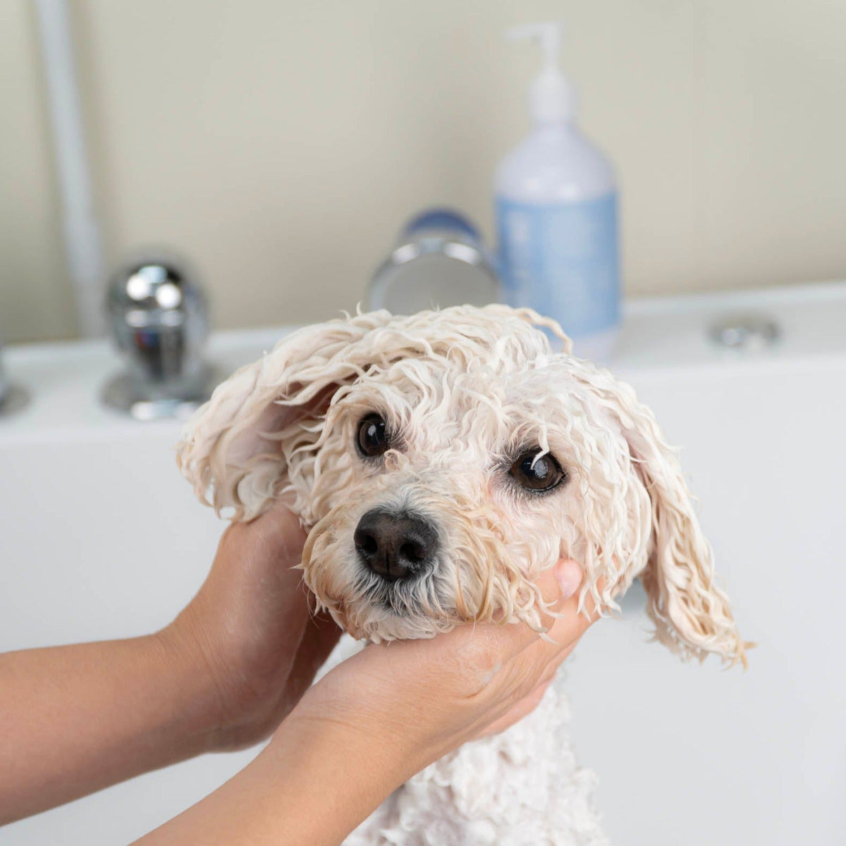 Plume Care | Soothing & Nourishing Fragrance-Free Pet Shampoo