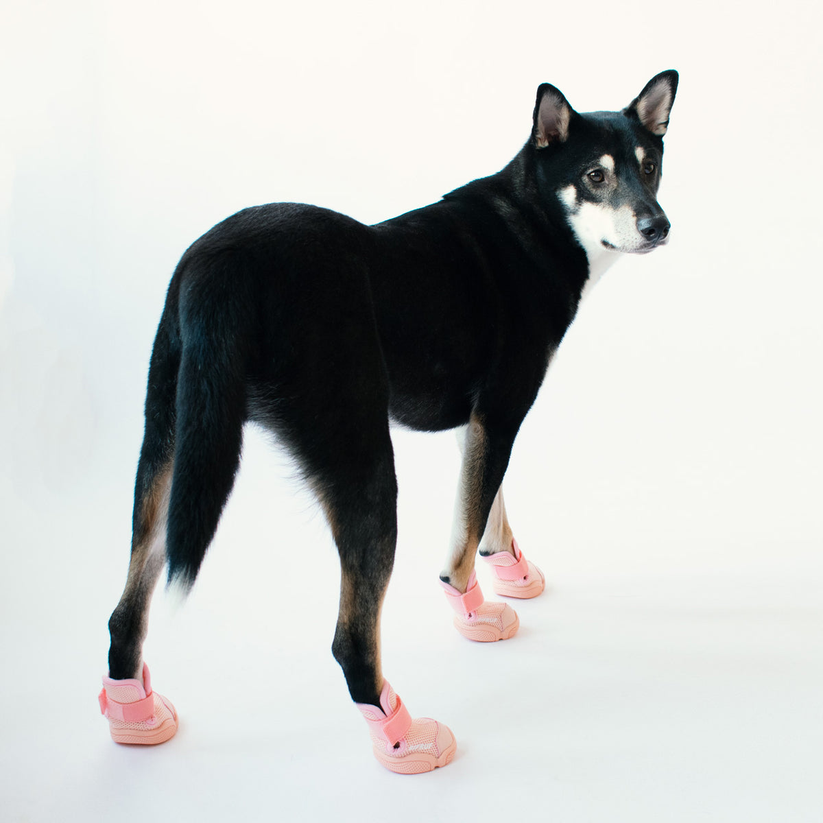 RIFRUF Dog Shoes | Caesar 1  (In-stock)