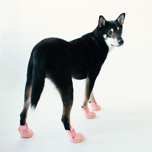 RIFRUF Dog Shoes | Caesar 1  (In-stock)