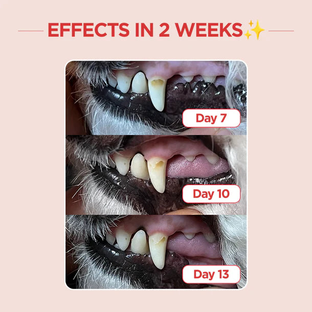 Jayu Pet Dental Brush - Firm