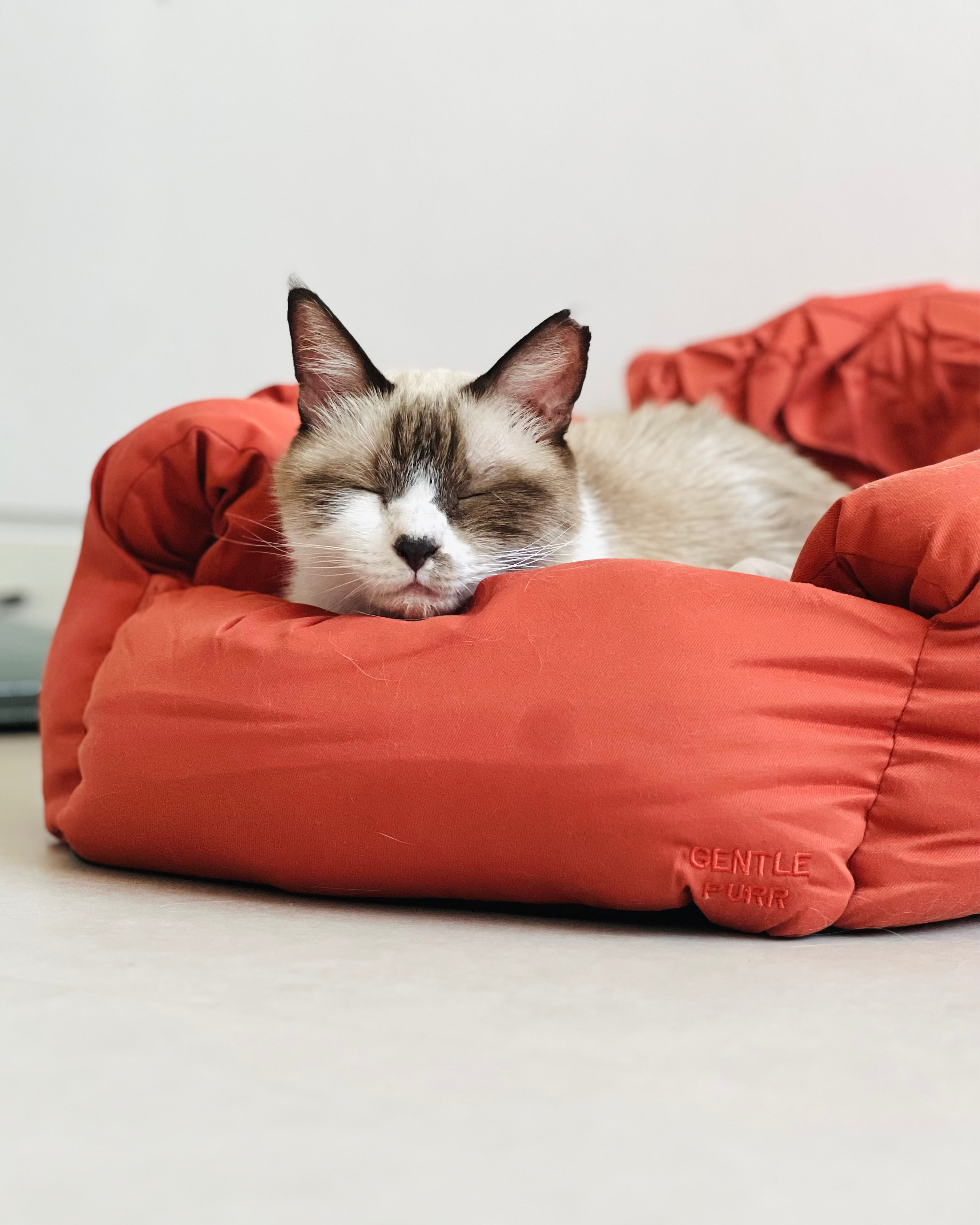 Gentle Purr Puff Lounger | 2-in-1 Bed