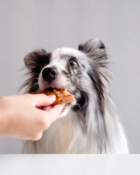 Gentle Pet Foods x Wholesome Paws Frozen Mini Meatzza