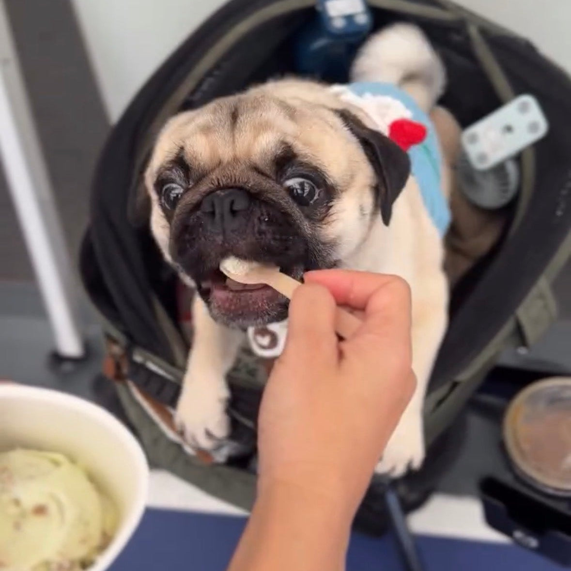 Gentle Pet Store