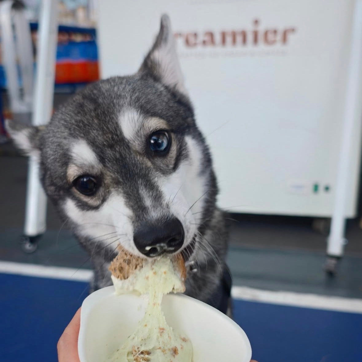Gentle Pet Store