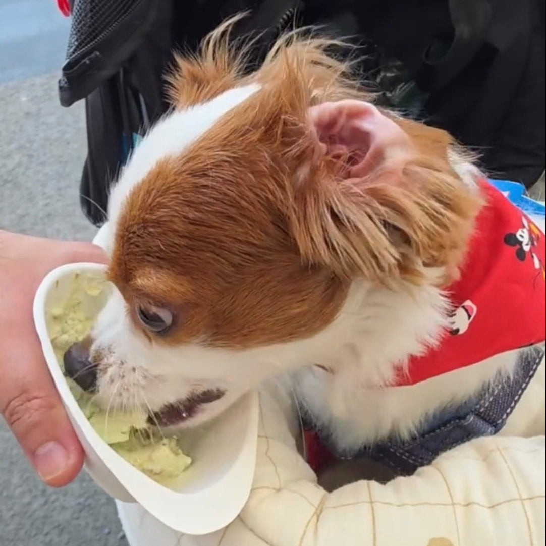 Gentle Pet Store