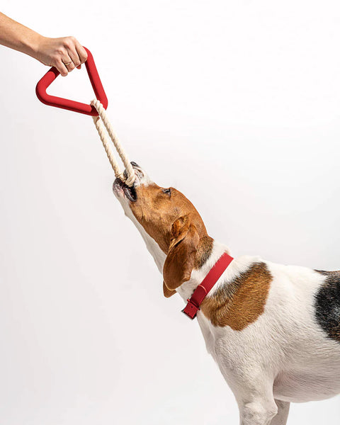 Wild One Triangle Tug Toy