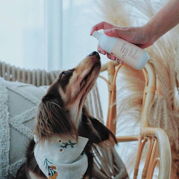 A Pet Story | Soothing Water