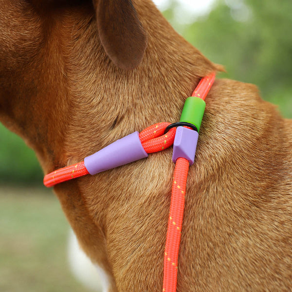 Zee Dog Slip-N-Lock Slip Leash | Everest